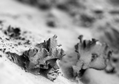 24 avril / Rencontre avec l’auteur et photographe Camille Guichard